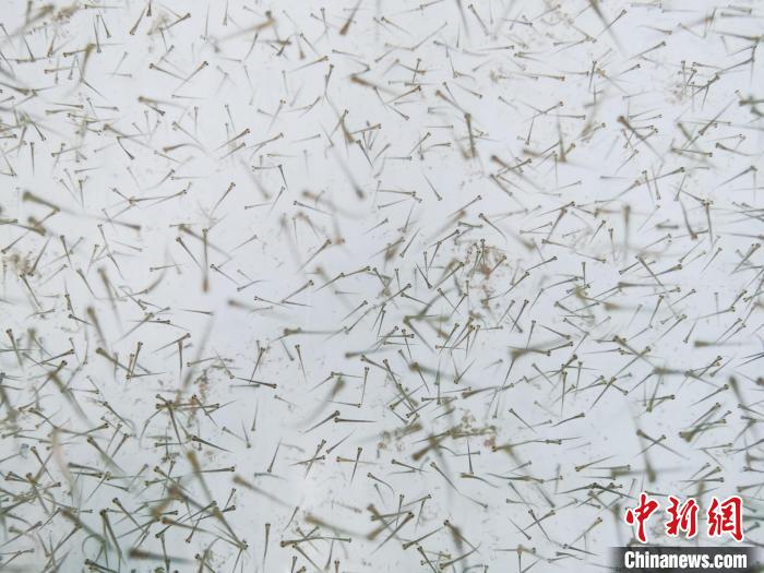 圖為魚苗?！?zhí)砀?攝