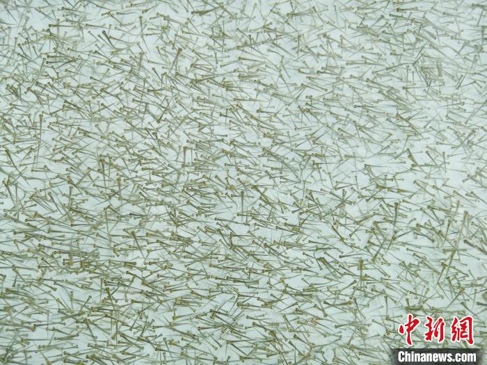 圖為密集培育的魚苗?！?zhí)砀?攝