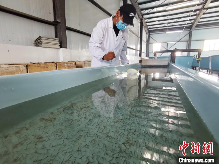 圖為工作人員檢查魚苗?！?zhí)砀?攝