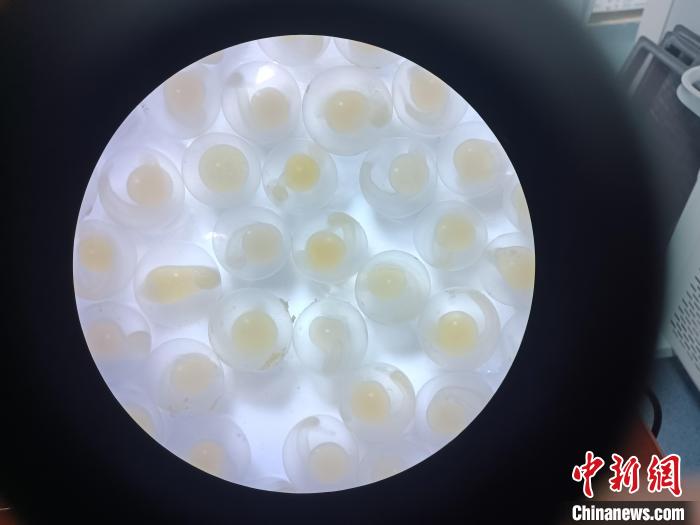 圖為顯微鏡下的魚卵?！∏嗪：沲幘茸o(hù)中心 供圖