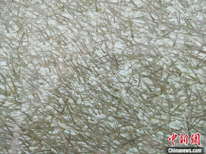 圖為密集分布的魚苗?！?zhí)砀?攝