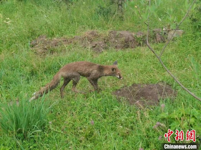 青?；ブ骄戎鷩叶壉Ｗo野生動物赤狐