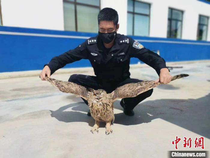 青?；ブ衤?lián)手救助國家二級保護野生動物雕鸮