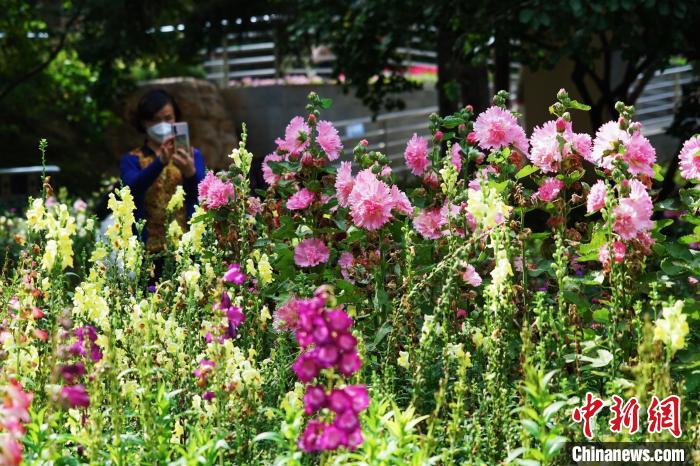 圖為市民在西寧園林植物園內(nèi)賞花拍照?！●R銘言 攝