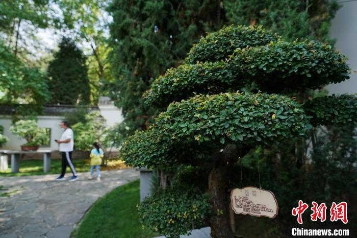 圖為在西寧園林植物園內(nèi)，造型奇特的盆景吸引市民?！●R銘言 攝