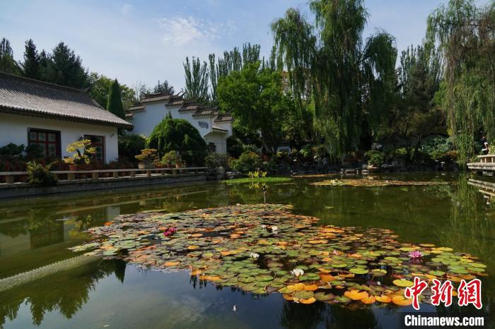 圖為西寧園林植物園秋日風(fēng)景別有韻味?！●R銘言 攝