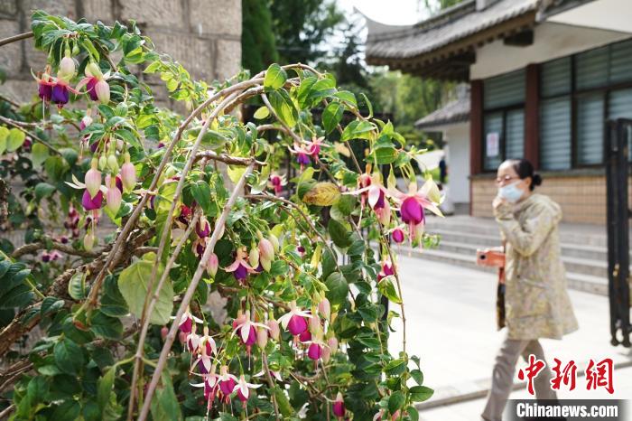 圖為市民在西寧園林植物園內(nèi)觀賞花卉。　馬銘言 攝