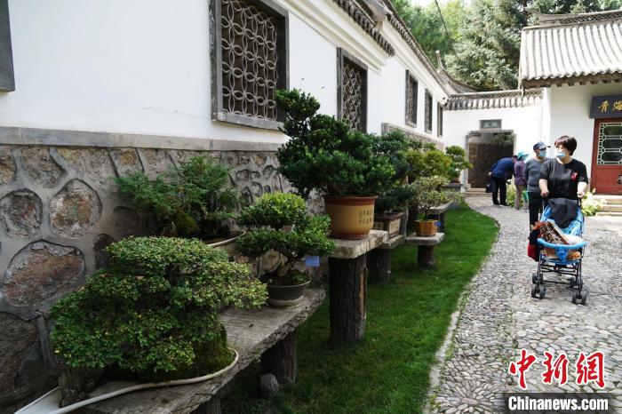 圖為市民在西寧園林植物園內(nèi)觀賞盆景。　馬銘言 攝