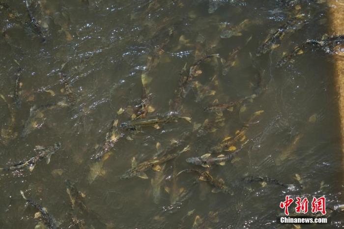 資料圖：圖為今年5月底到8月初，青海湟魚(yú)洄游產(chǎn)卵 馬銘言攝