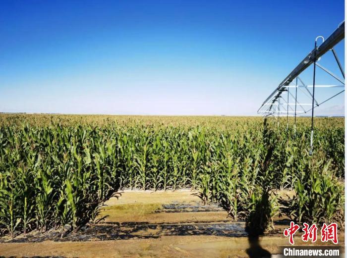 青?！凹Z改飼”項(xiàng)目收儲(chǔ)飼草44萬(wàn)余噸
