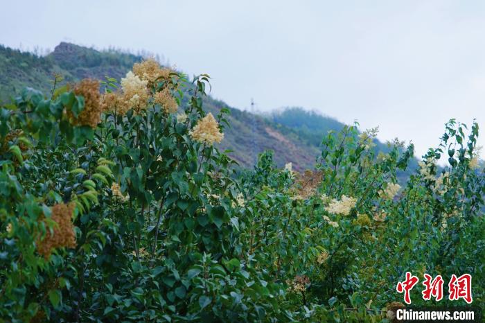 圖為西寧北山上的丁香樹?！●R銘言 攝