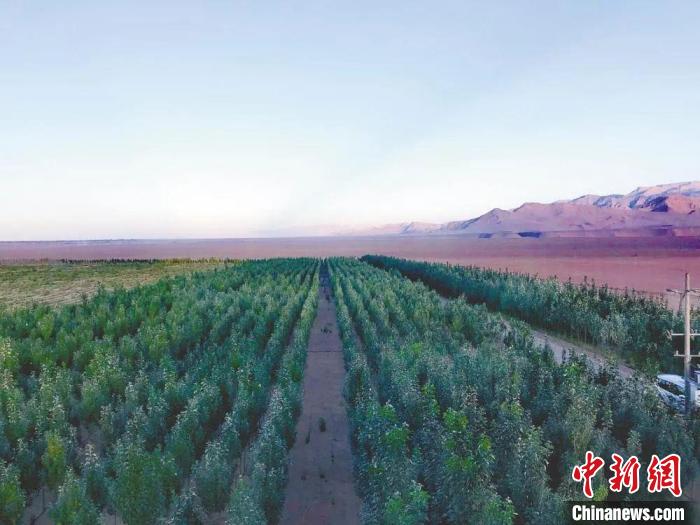 圖為格爾木境內(nèi)種植的綠樹(shù)?！「駹柲救诿襟w中心供圖