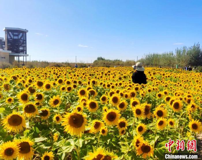 圖為格爾木境內(nèi)的向日葵花海。　格爾木融媒體中心供圖