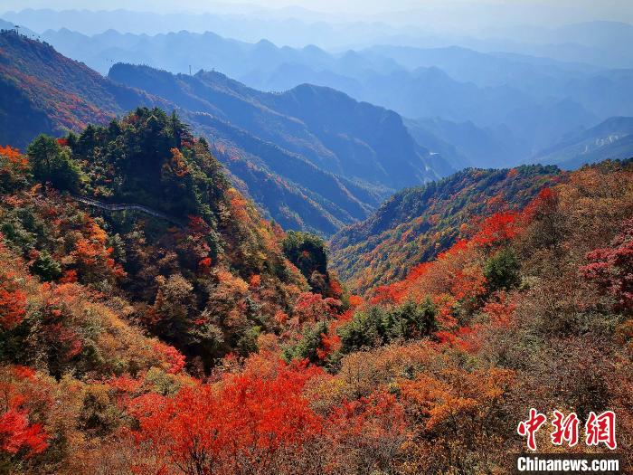 巴山大峽谷漫天紅葉。　張平 攝