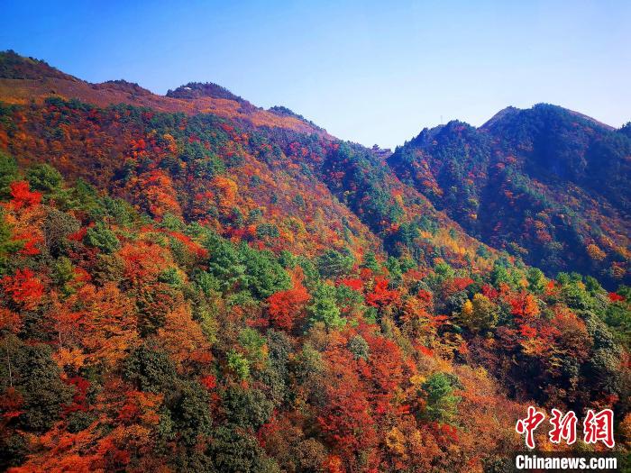 巴山大峽谷漫天紅葉。　張平 攝