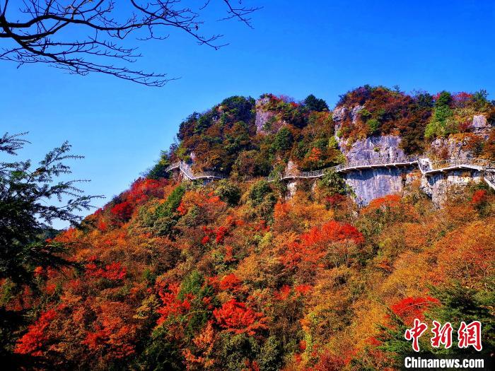 巴山大峽谷漫天紅葉?！埰?攝