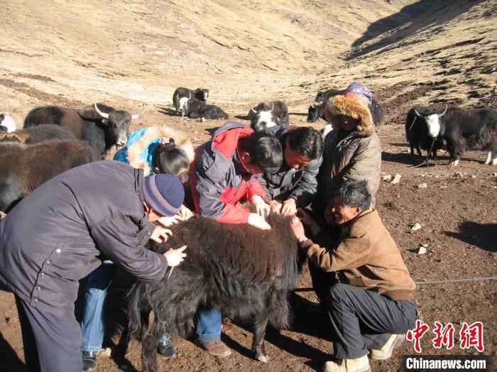 資料圖為研究團(tuán)隊(duì)在青南高原地區(qū)開展了牦牛寄生蟲病流行病學(xué)和防治技術(shù)研究?！?青海省畜牧獸醫(yī)科學(xué)院供圖