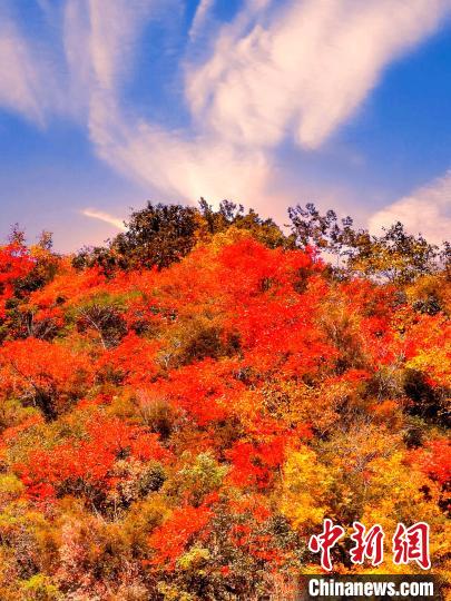 萬源深秋紅葉似火?！≈炱桨?　攝