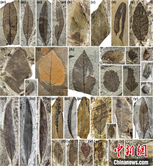 中始新世熱魯化石植物群(4500萬–4000萬年前)?！≈锌圃呵嗖馗咴?供圖