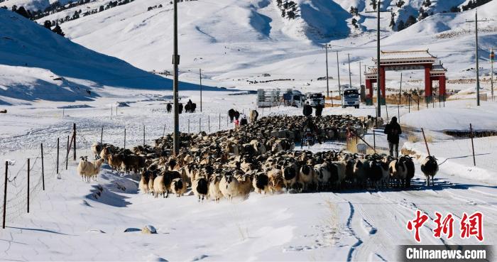 圖為村民在雪地上放牧?！《继m縣融媒體中心供圖