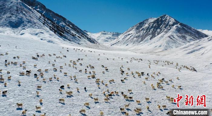 圖為羊群在雪地里覓食?！《继m縣融媒體中心供圖