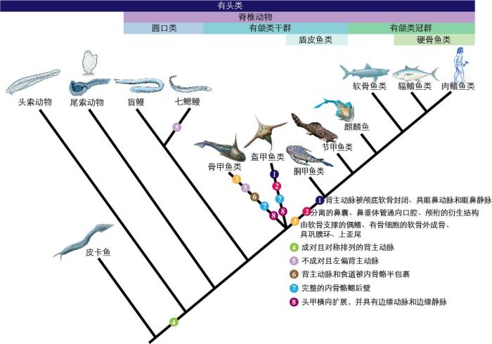一些關(guān)鍵特征在脊索動物中的演化?！∶宪版?繪圖 攝