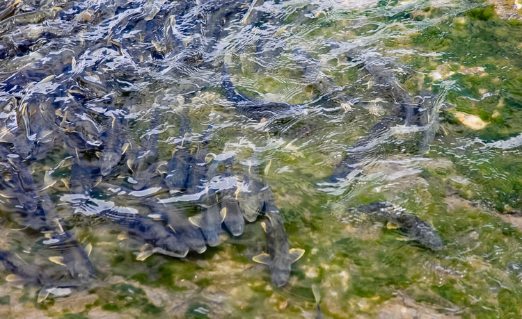 青海湖裸鯉（湟魚）洄游。周元峰攝