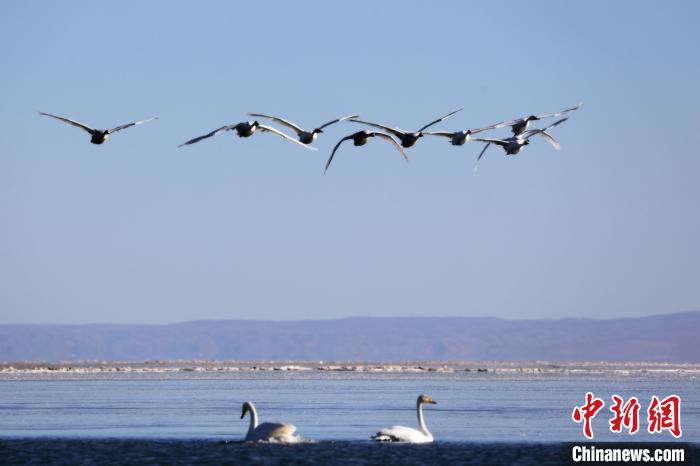圖為大天鵝在青海湖上空飛翔?！●R怡睿 攝