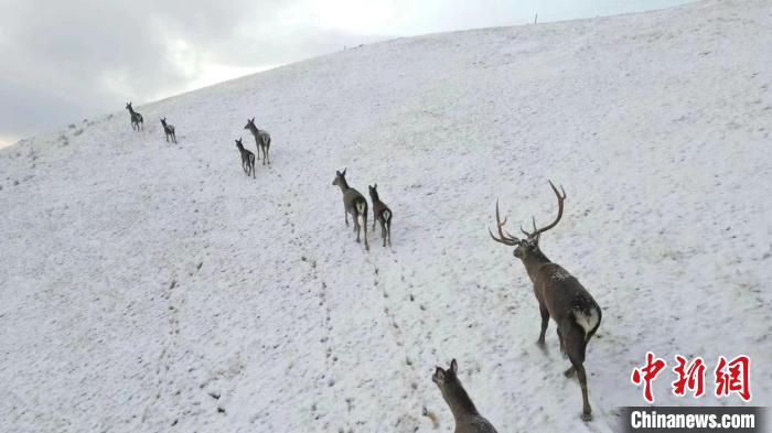 圖為馬鹿群在雪地里行走?！〔湃?攝