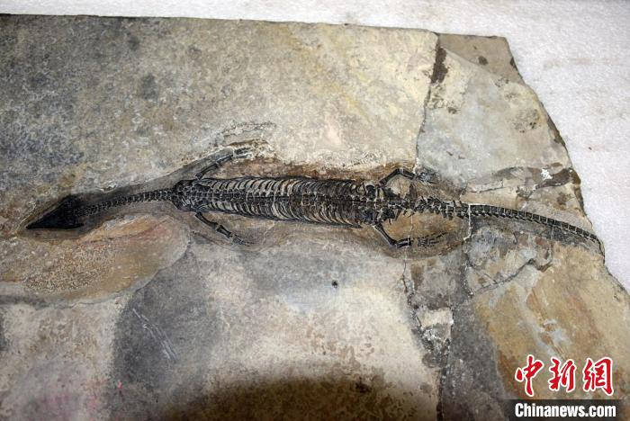 尖嘴長吻像蜥蜴中國發(fā)現2.44億年前海生爬行動物“奇異羅平龍”