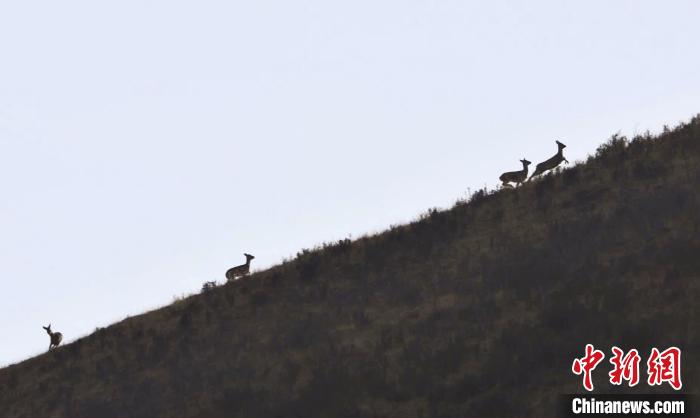 圖為狍鹿在山坡上漫步。　才項(xiàng)南加 攝