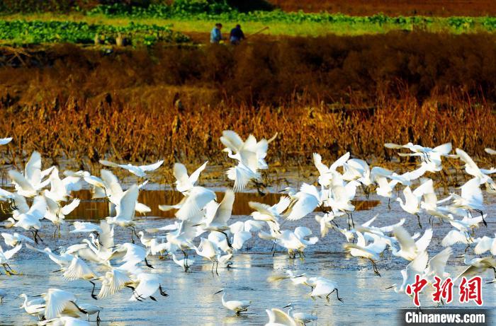 成都白鷺灣濕地公園?！“討?攝