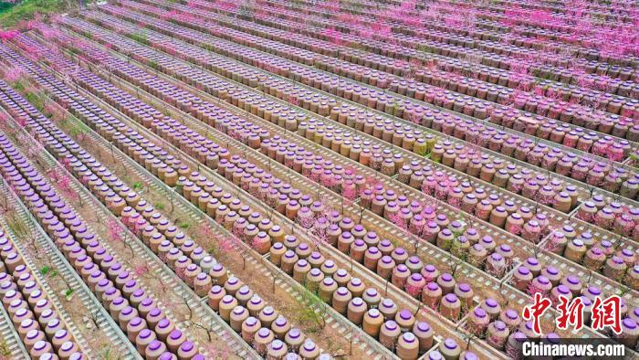 灼灼桃花惹人醉?！㈡?攝