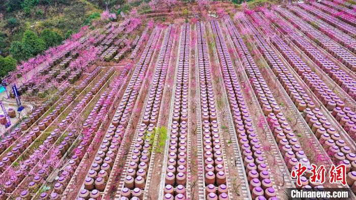 灼灼桃花惹人醉?！㈡?攝