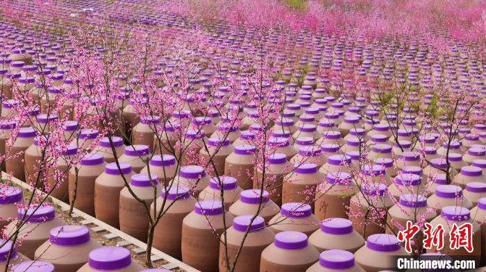 桃花和酒壇相映成趣?！∫足?攝