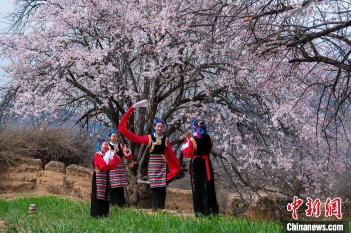 桃花樹(shù)下開(kāi)心玩耍的女孩們?！⒅铱?攝
