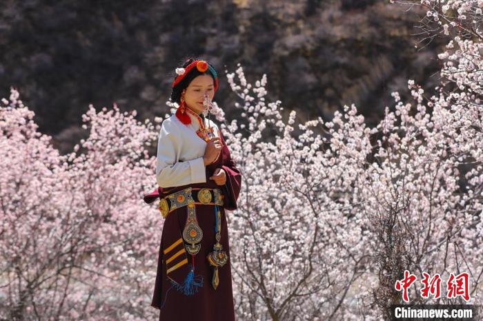白玉縣河坡鎮(zhèn)桃花林間身穿民族服飾的藏族女孩?！“子袢诿?攝
