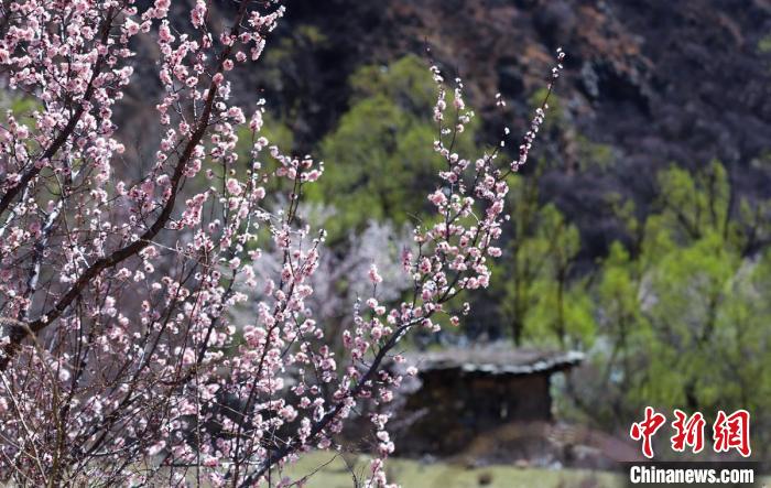 白玉縣河谷間盛開的桃花?！“子袢诿?攝