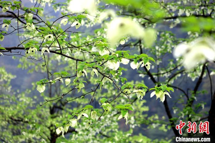 珙桐在春末夏初之際開花，花期較短?！螚?攝