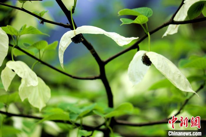 兩片潔白的花瓣隨風(fēng)搖曳就像飛翔的白鴿?！螚?攝