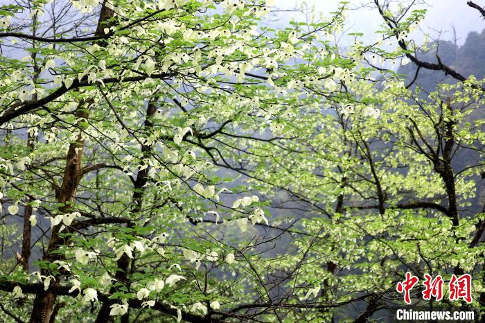 珙桐是1000萬年前新生代第三紀(jì)留下的孑遺植物，中國特有的樹種，是國家一級(jí)瀕危保護(hù)野生植物?！螚?攝