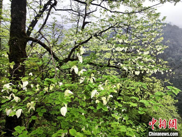 山谷兩側(cè)高大繁茂的珙桐樹?！螚?攝