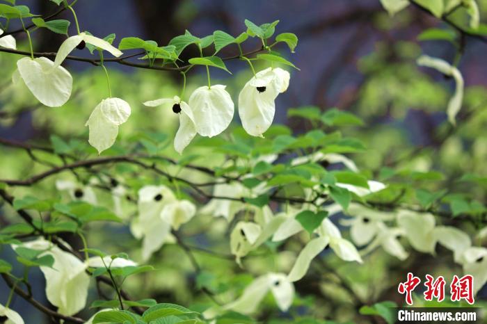 珙桐樹開出潔白的花朵?！螚?攝