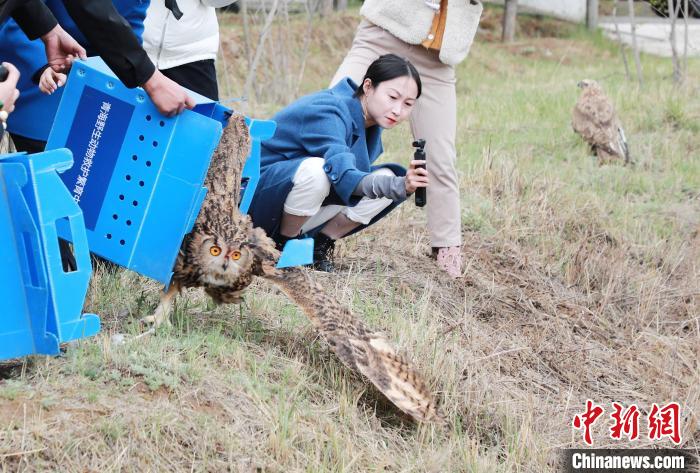 圖為西寧野生動物園救護(hù)的雕鸮在西寧市放歸大自然。　馬銘言 攝