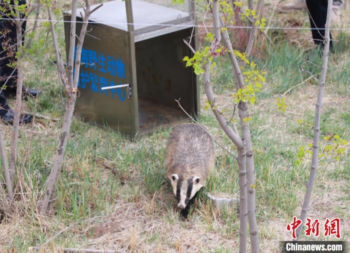 圖為西寧野生動物園救護(hù)的狗獾在西寧市放歸大自然?！●R銘言 攝