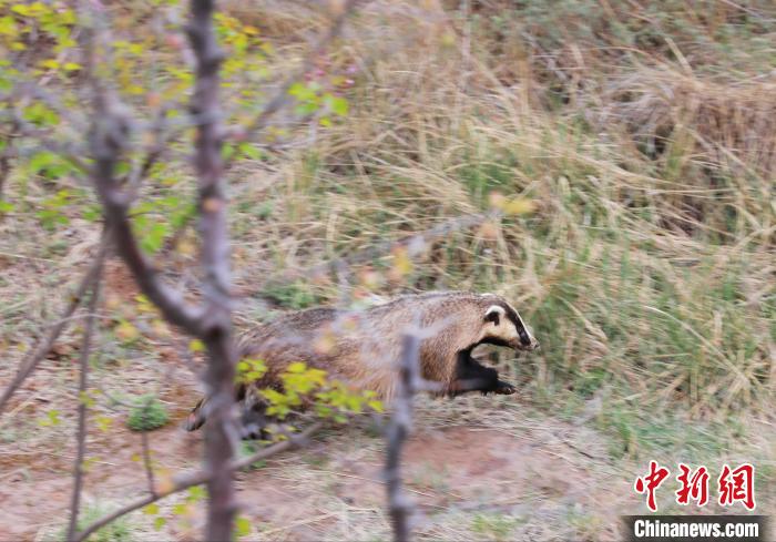圖為西寧野生動物園救護(hù)的狗獾在西寧市放歸大自然?！●R銘言 攝