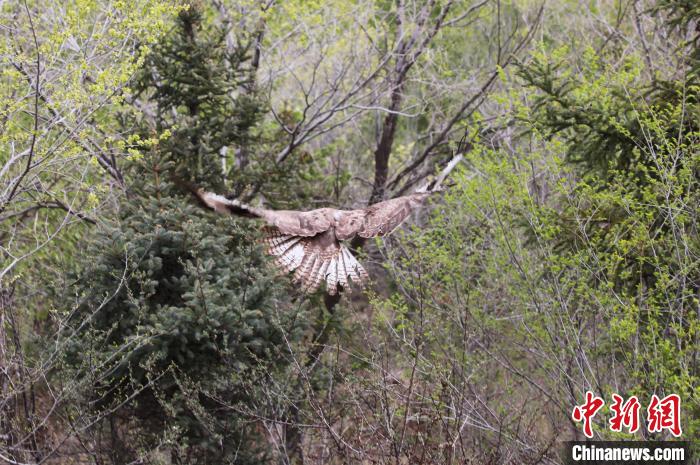圖為西寧野生動物園救護(hù)的大鵟在西寧市放歸大自然?！●R銘言 攝