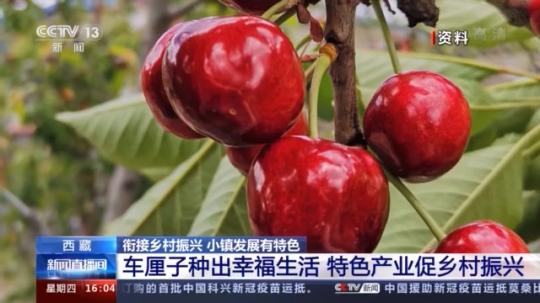 種蘑菇、養(yǎng)駱駝...。。特色產(chǎn)業(yè)助力鄉(xiāng)村振興走新路