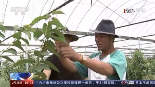 種蘑菇、養(yǎng)駱駝...。。特色產(chǎn)業(yè)助力鄉(xiāng)村振興走新路