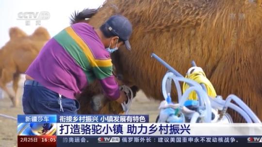種蘑菇、養(yǎng)駱駝...。。特色產(chǎn)業(yè)助力鄉(xiāng)村振興走新路